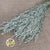 Grass 'Oats' (Avena) (Frosted White) (DRY)