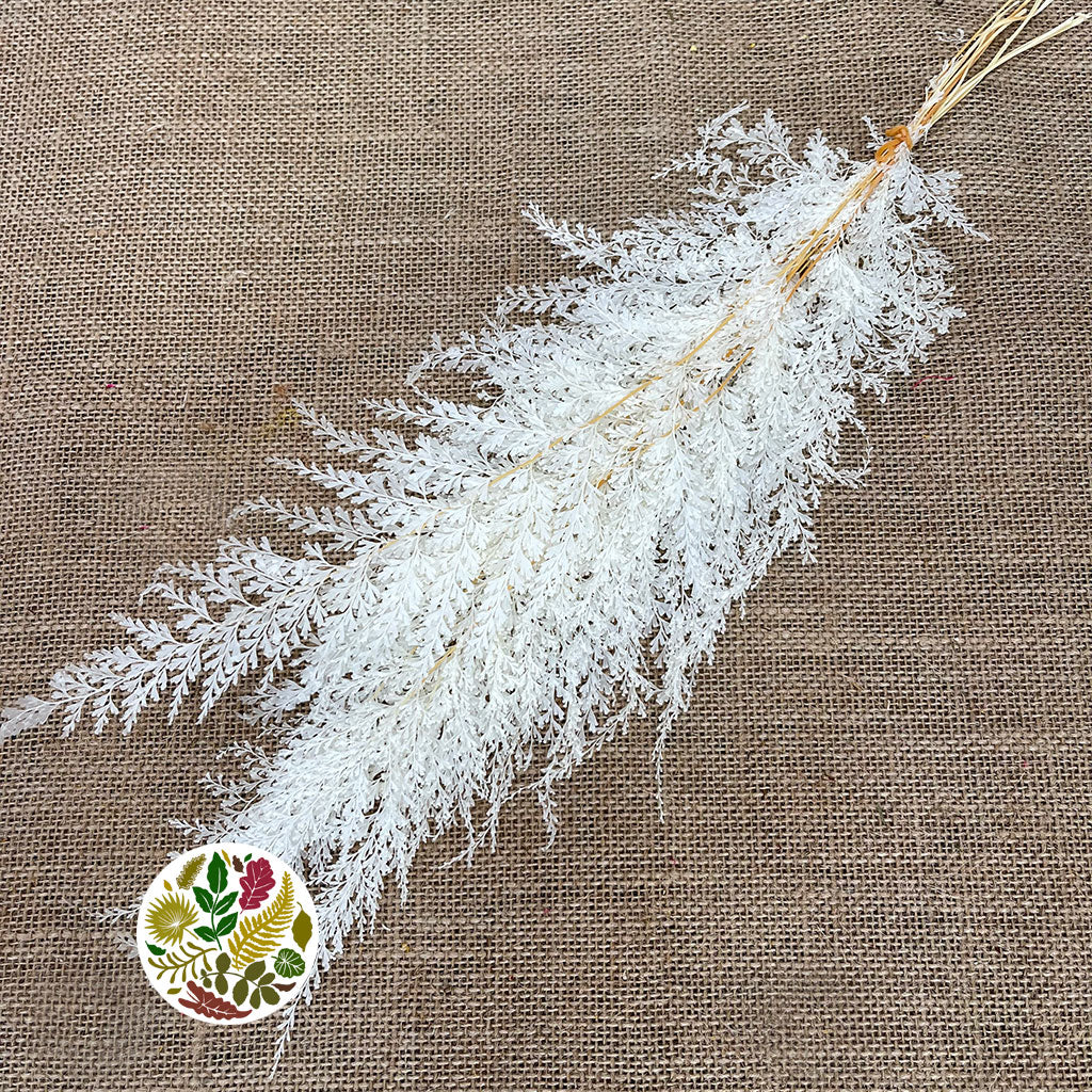 Lace Fern (Bleached) (DRY) (x10)