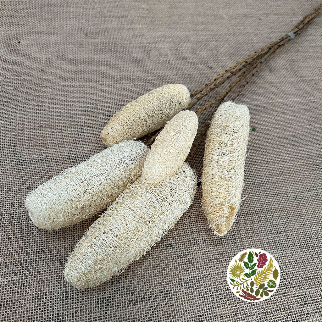 Luffa &#39;On Stem&#39; (Natural) (DRY) (x5)