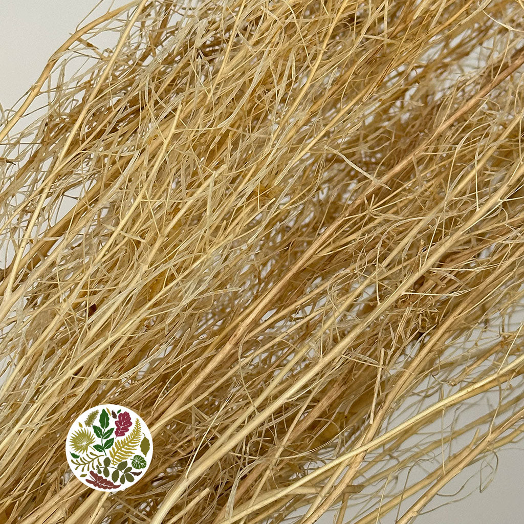 Grass &#39;Bean Grass&#39; (Bleached) (DRY)