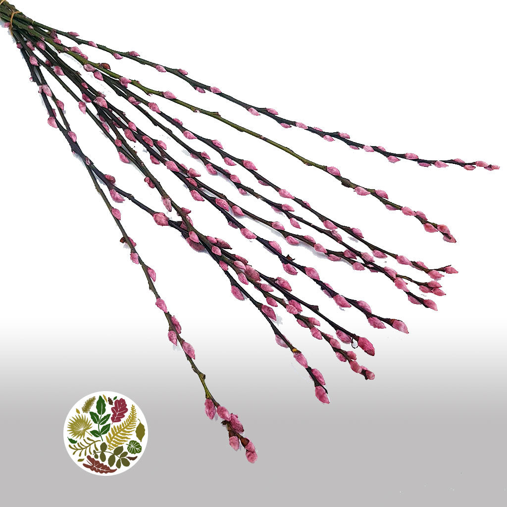 Pussy Willow (Painted) 70cm (Various Colours) (x10)