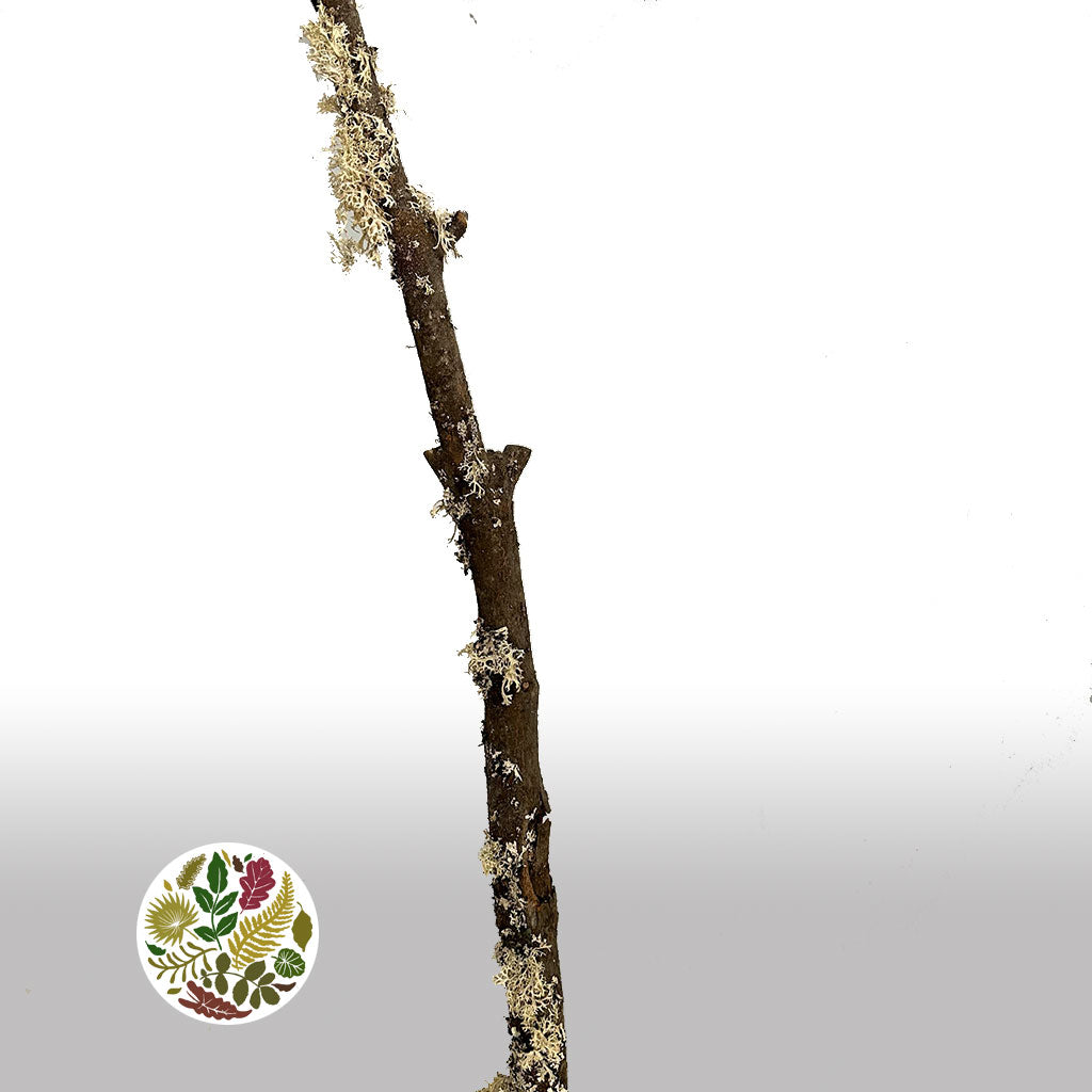 Lichen 'Sticks' DRY 2m
