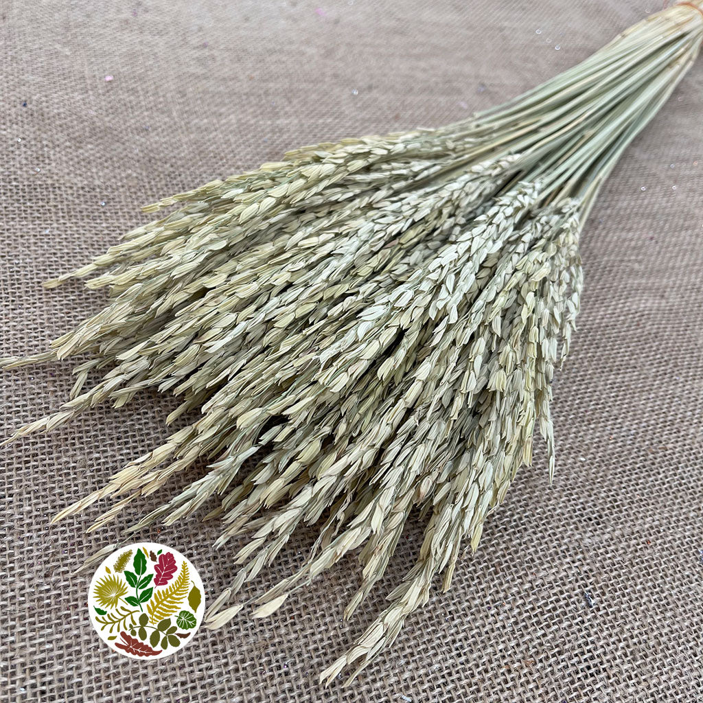 Rice Grass 'Oryza' (Natural) (DRY)
