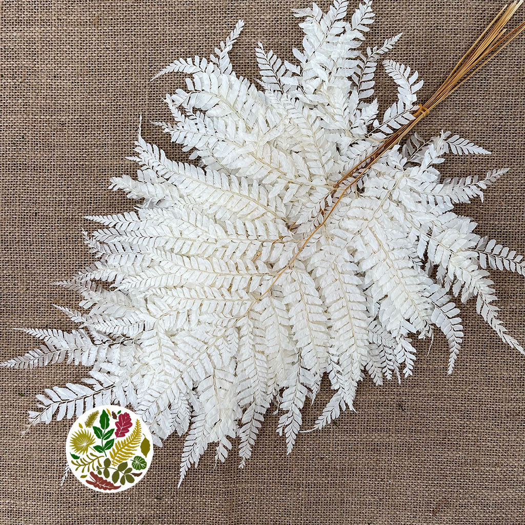 Fern &#39;Mini&#39; &#39;Leather Leaf&#39; (Bleached) (DRY) (x10)