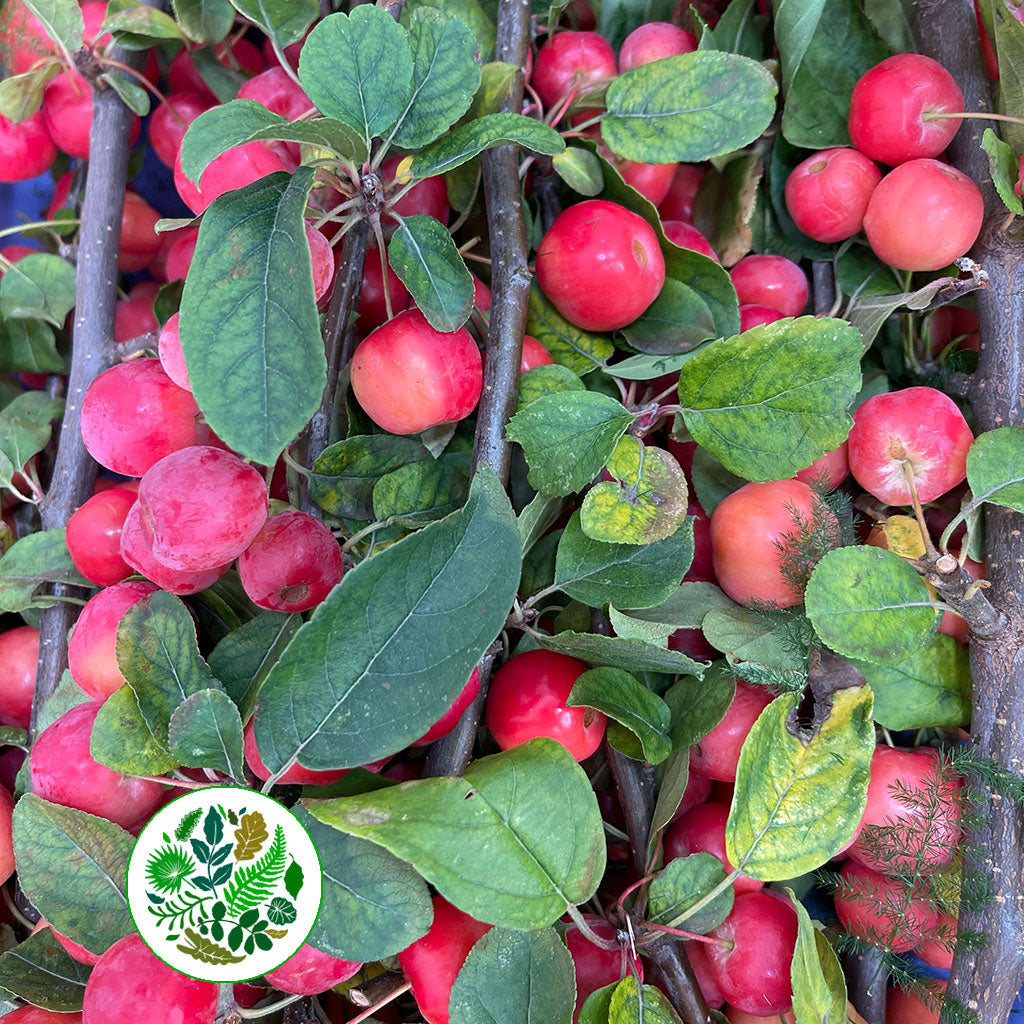 Apples 'Crab Apples' on stems (Wooden Crate)
