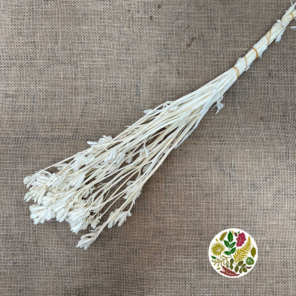 Kangaroo Paw (Bleached) (DRY) 60cm