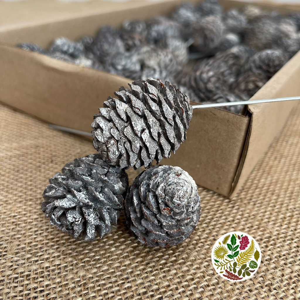 Cones 'Muirii' (on wire) (White Wash) (60pcs)