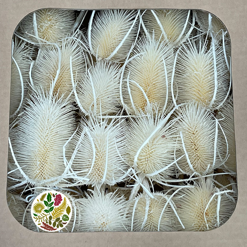 Thistle 'Heads' (Bleached) (DRY) (White)