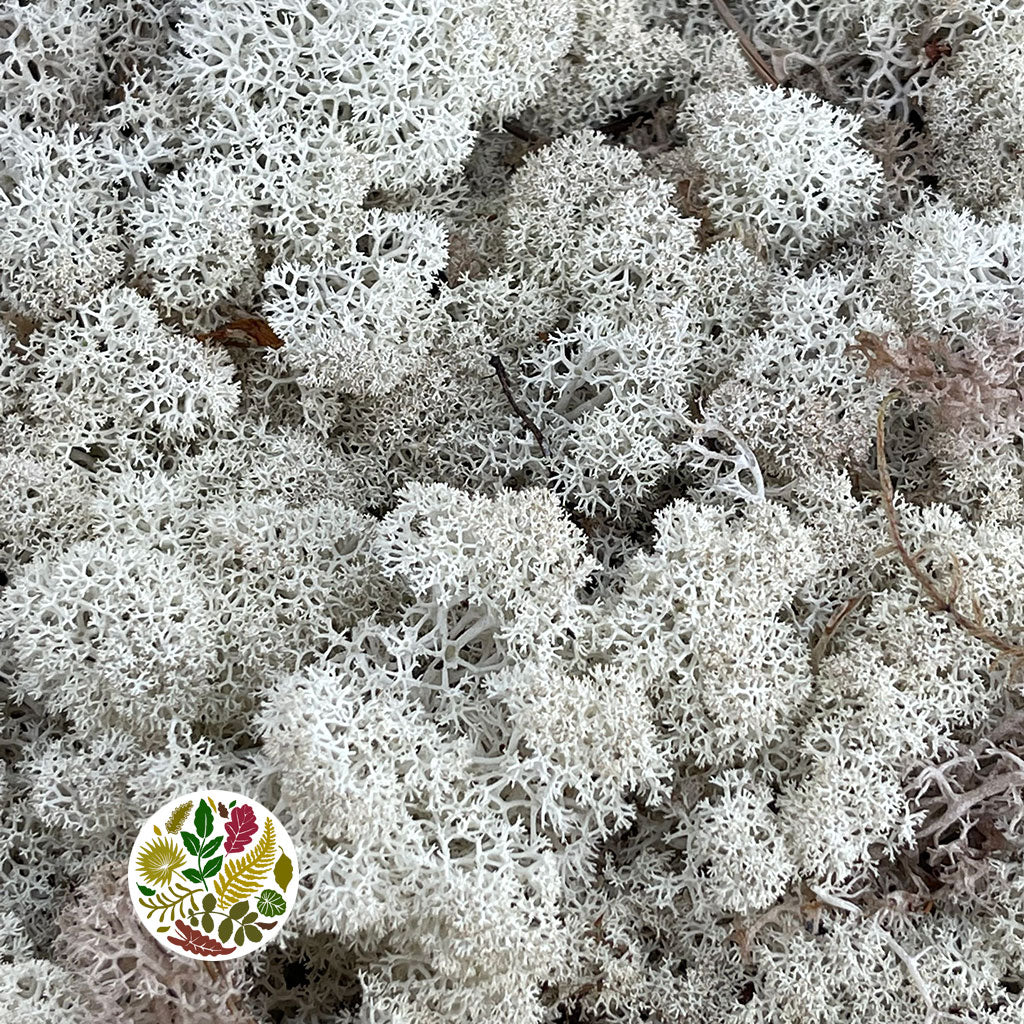 Moss 'Reindeer' (DRY) (Natural) (500g)