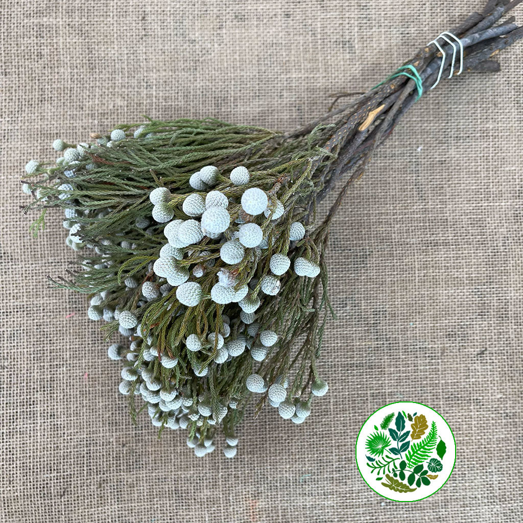 Berzelia 'Spray Brunia' 50cm (x10)