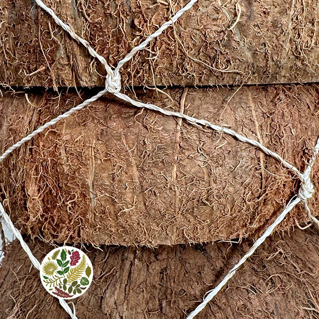 Coconut &#39;Hairy&#39; (Half) (DRY) (3pcs)