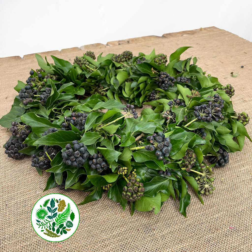 Ivy 'Berried Ivy Wreath' (12" or 30cm) (Mossed)