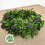 Ivy 'Berried Ivy Wreath' (12" or 30cm) (Mossed)