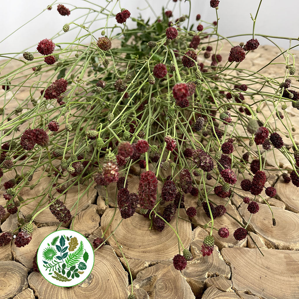 Sanguisorba 'Officinalis' (Various Sizes) (x10)