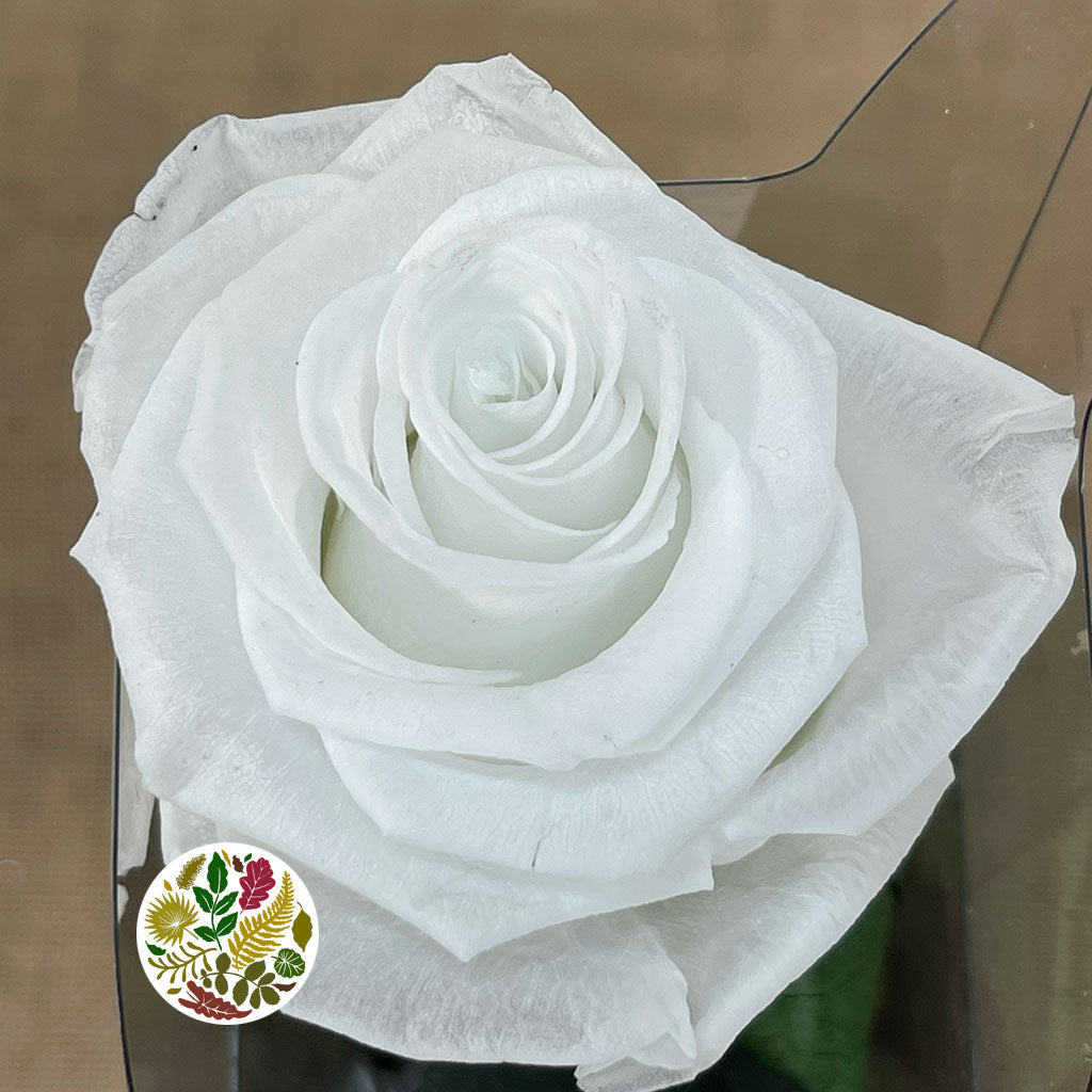 Rose (Single Stems) &#39;Preserved&#39; (DRY) 50cm (x1)