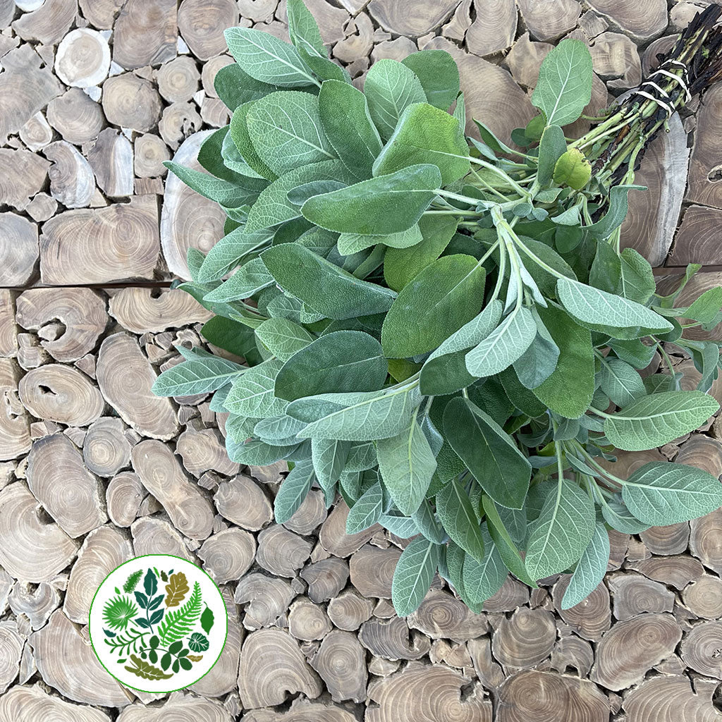 Sage &#39;Green Herb&#39; (Cultivated E) 50cm (x10)