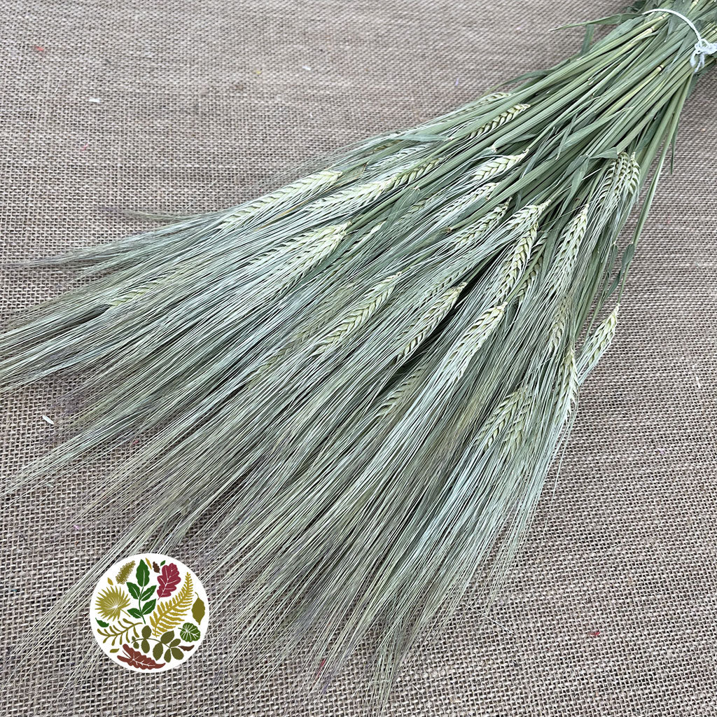Grass &#39;Barley&#39; (DRY) (Hordeum)