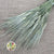 Grass 'Barley' (DRY) (Hordeum)