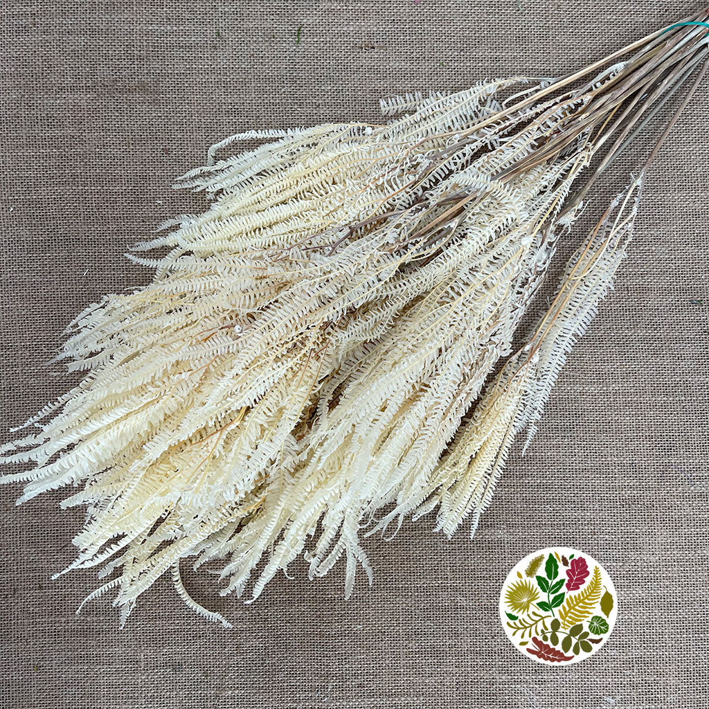 Fern 'Helechos' (Bleached) (DRY) 75cm