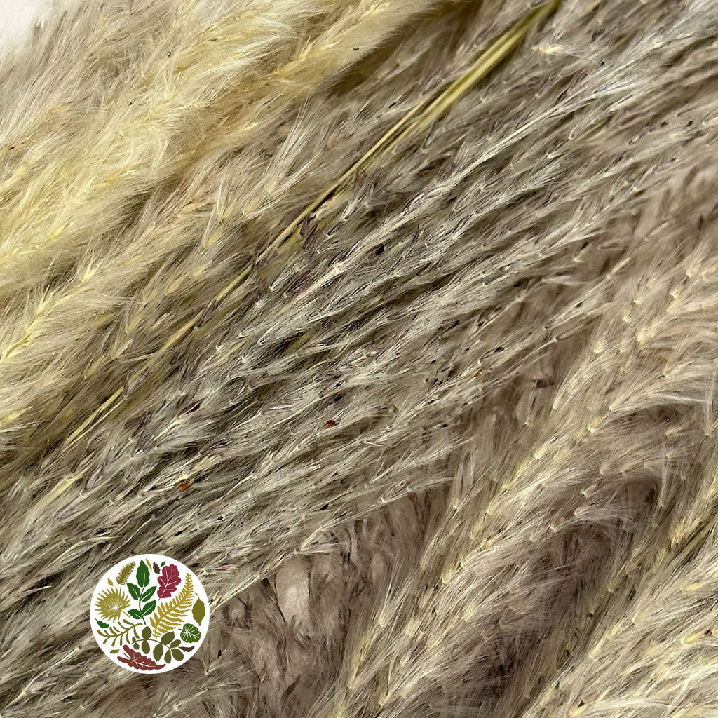 Grass &#39;Pampas&#39; (Thin Natural) (Special Promotion) (DRY) 1.5m (x5)