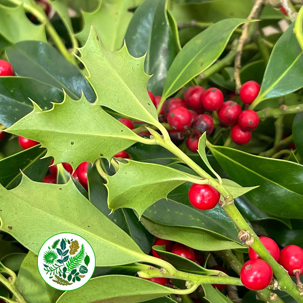 Holly Green Bags (3Kg)