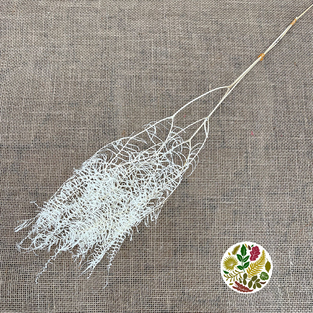 Fern 'Sea Star' (Bleached) (DRY)