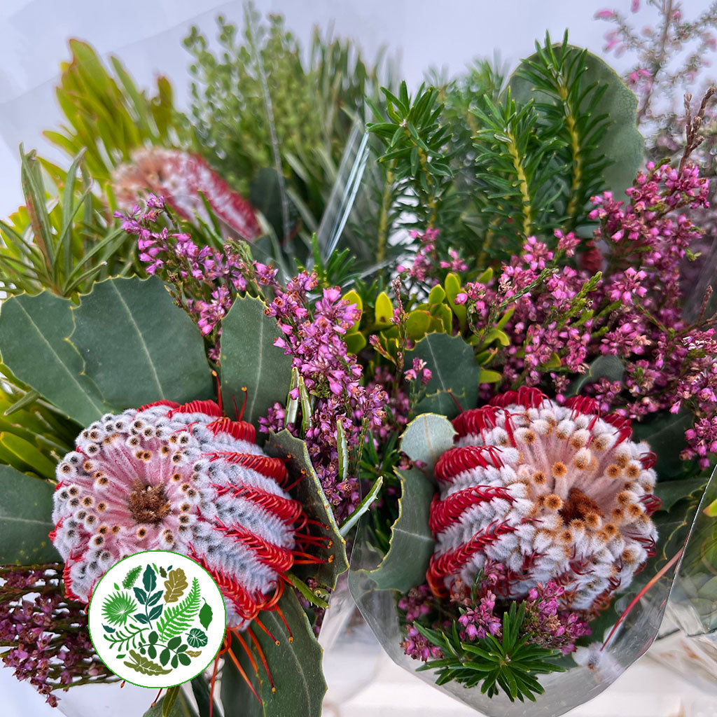 Protea 'BQ' (Coccinea) (SFB) 40cm
