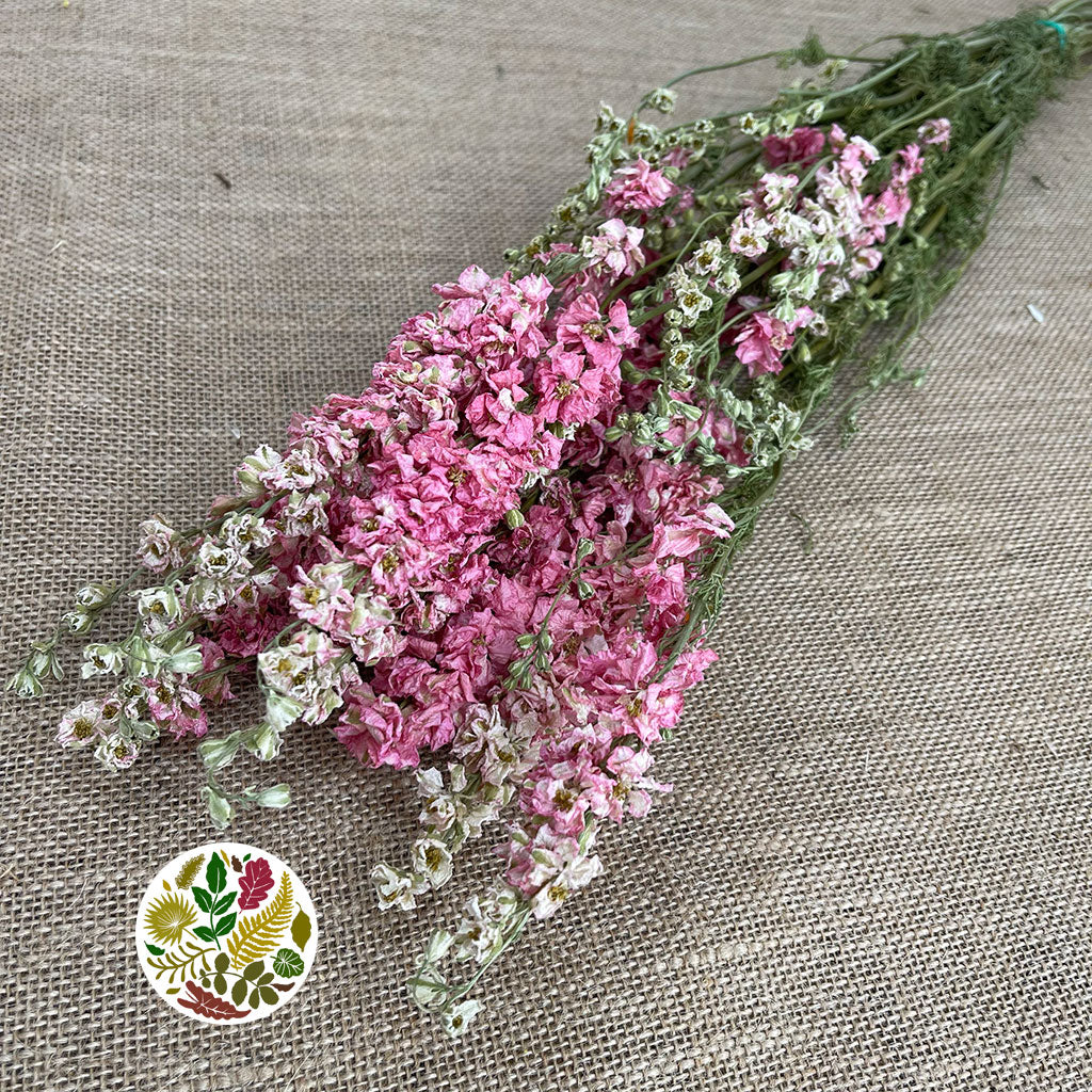 Delphinium 'Flowers' (Natural Pink) (DRY)