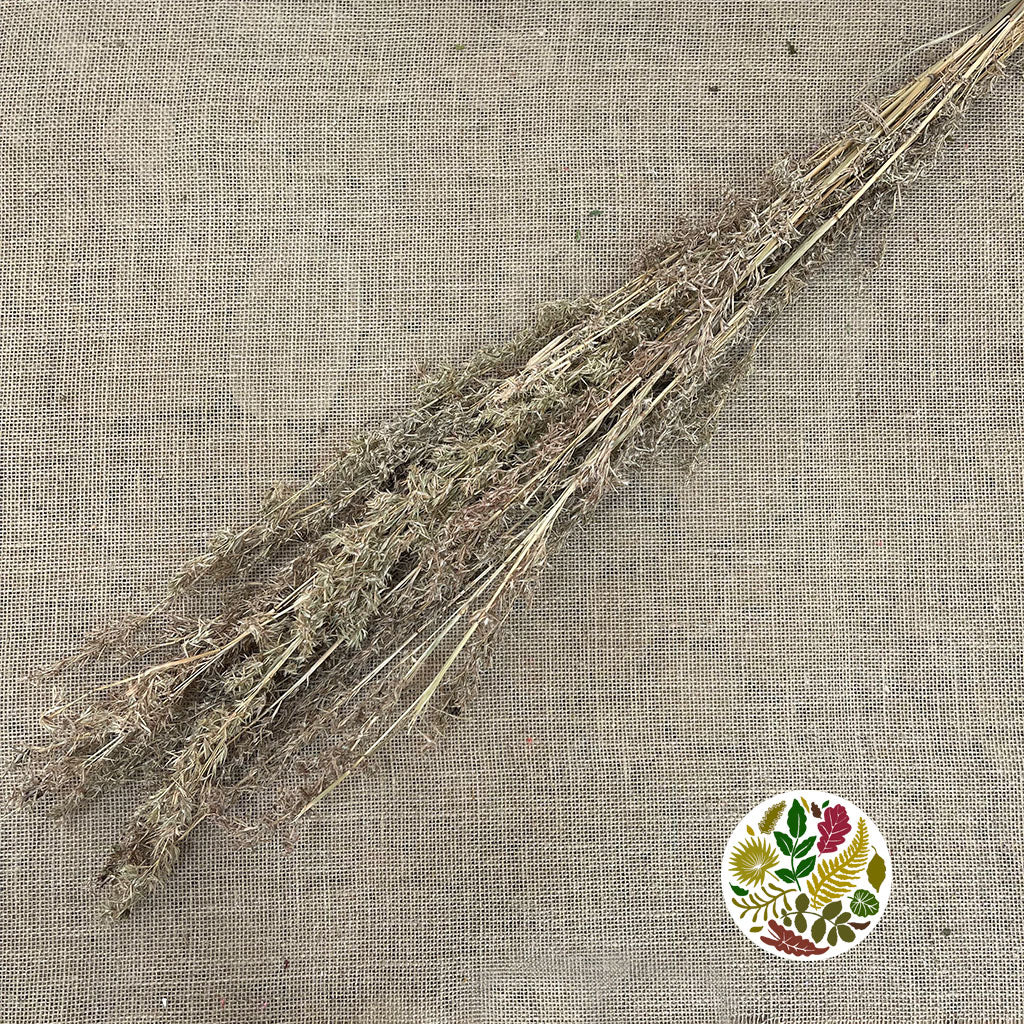 Grass 'Beta' (Natural) (DRY)