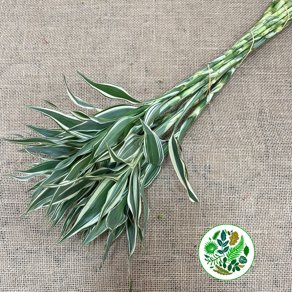Dracena 'Sanderiana White' 50cm (x10)