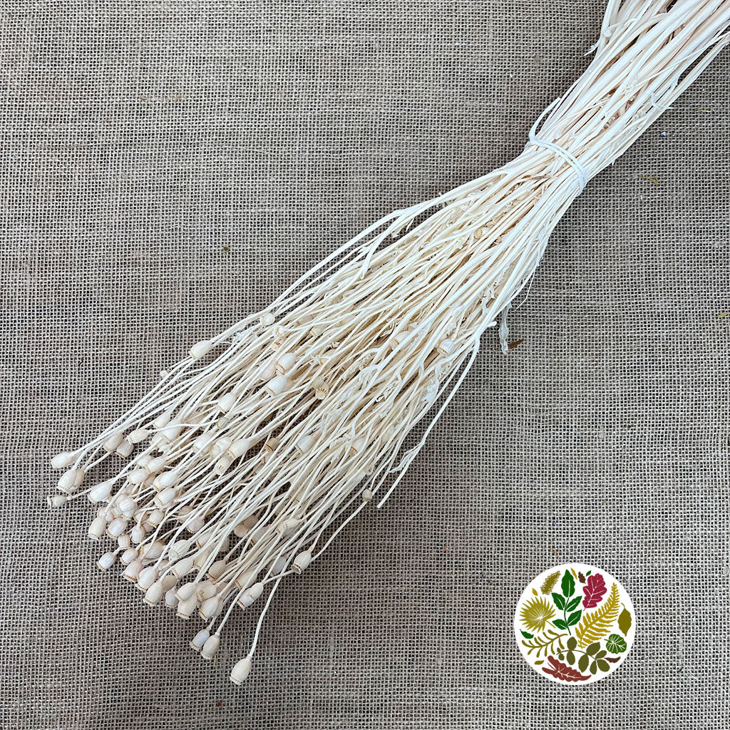 Poppy 'Heads' (Bleached) (Various Sizes) (DRY)