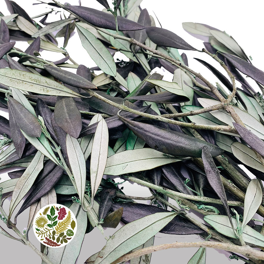 Olive &#39;Foliage&#39; (Preserved) (DRY) 70cm