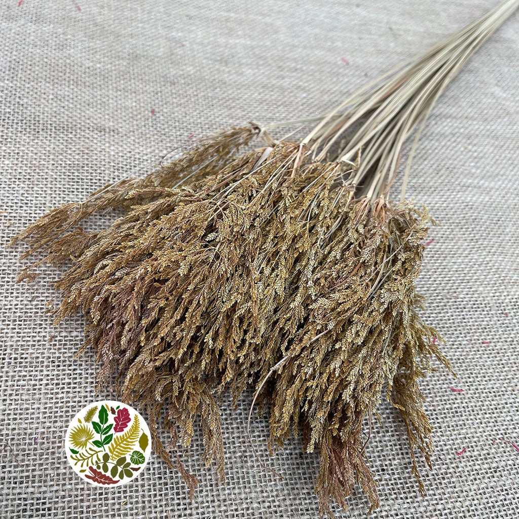 Grass &#39;Umbrella Heads&#39; (Natural) (DRY) (x10)