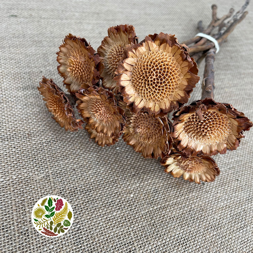 Protea 'Susannae Rosette' (DRY) (x10)
