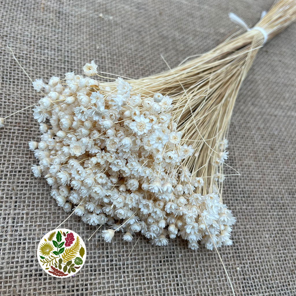 Glixia 'Flower' (Bleached) (DRY) 45cm