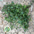 Mint 'Basil' (Cultivated E) (x20)