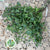 Mint 'Basil' Herb (Cultivated E) (x20)