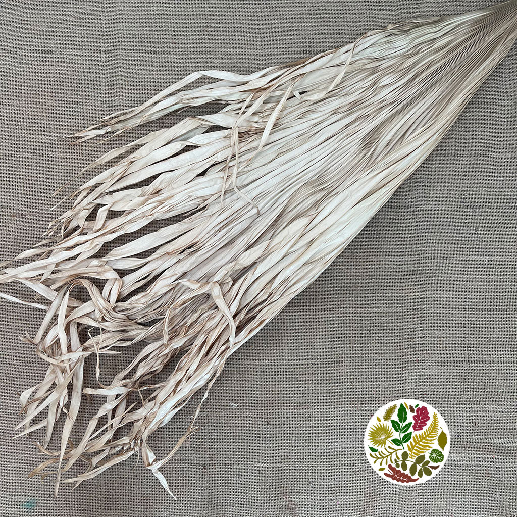 Palm 'Firegrass' (Bleached) (DRY) 60cm