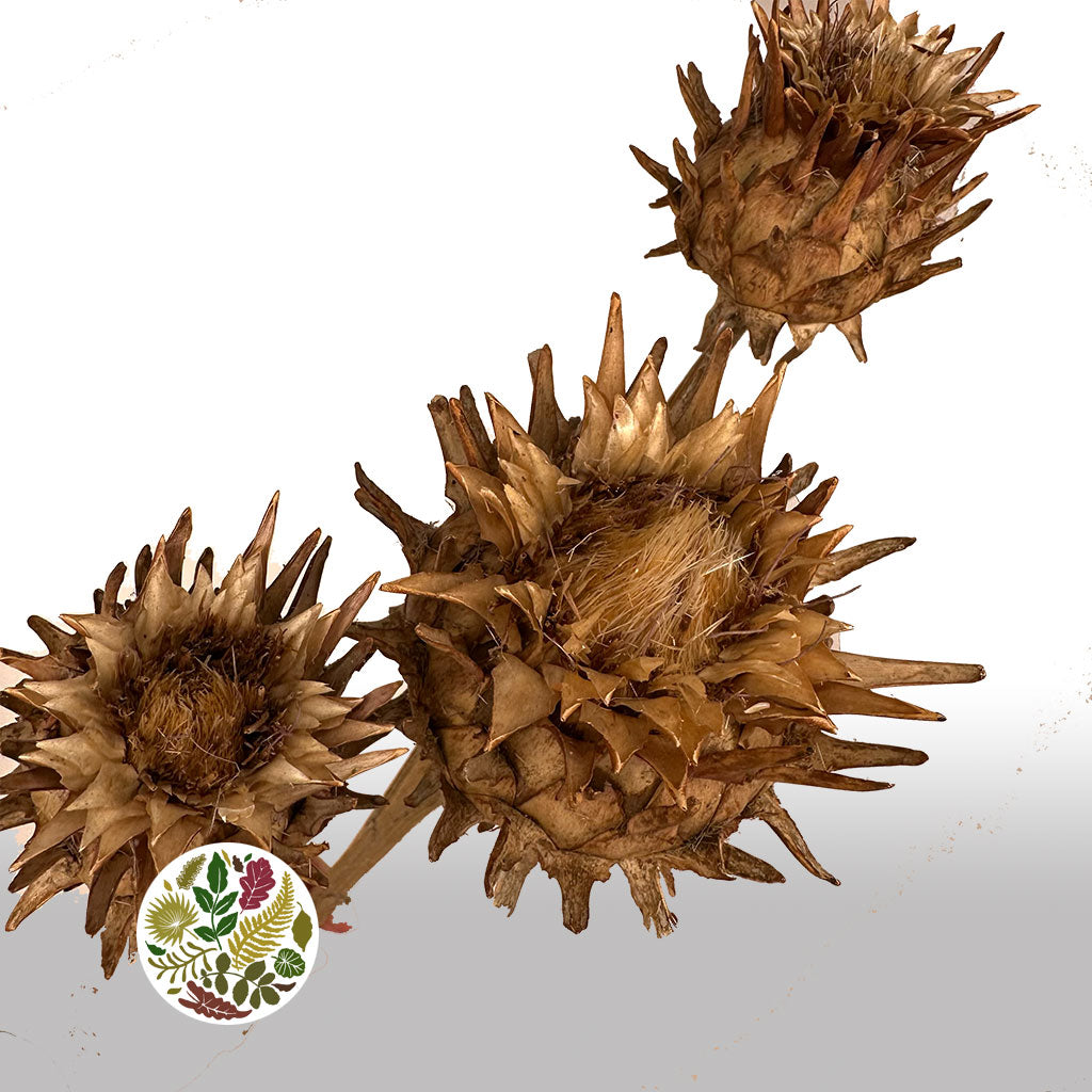 Artichoke (Natural) 70cm (DRY) (Per Stem)