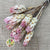 Protea 'Compacta Flower' (DRY) (x10)