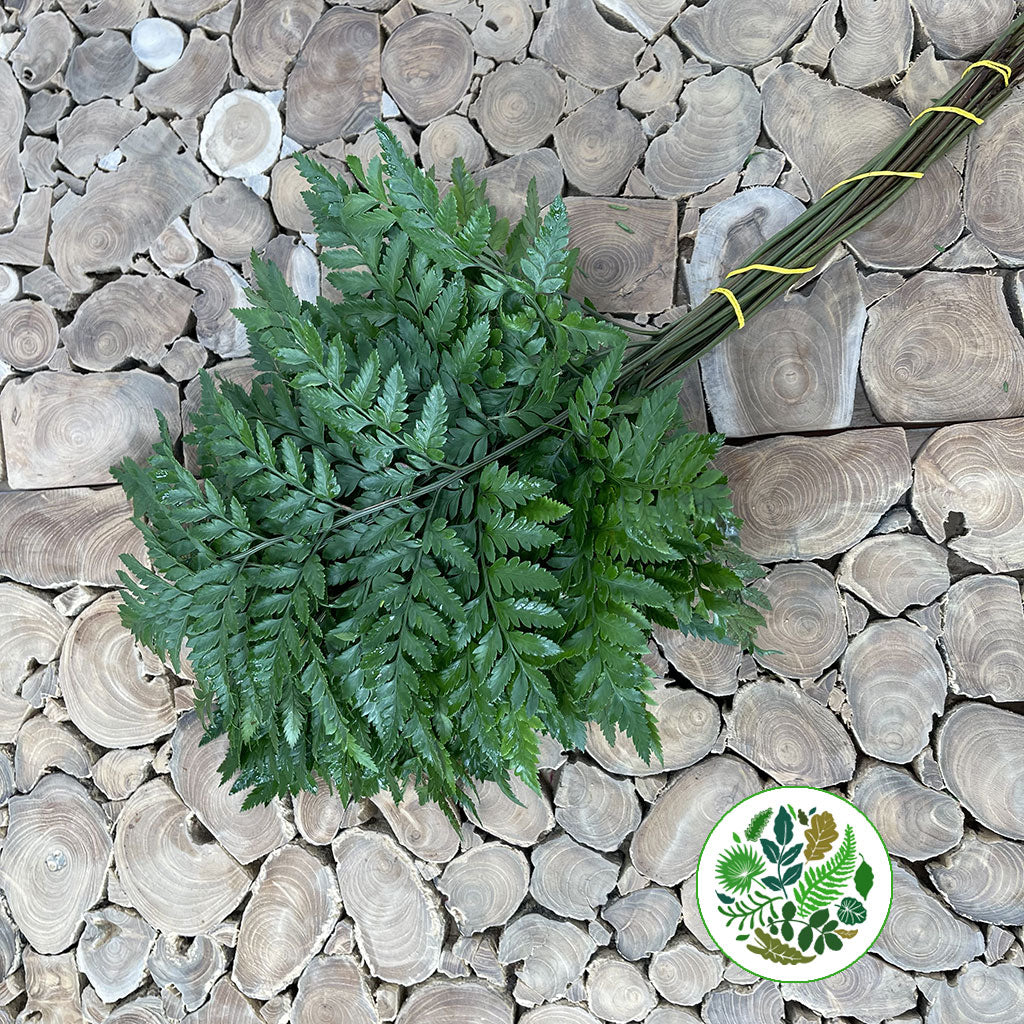 Fern &#39;Leather Leaf&#39;