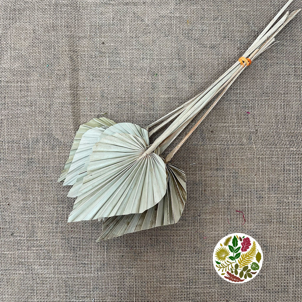 Palm 'Spear Palm' Natural (DRY) (Various Sizes)