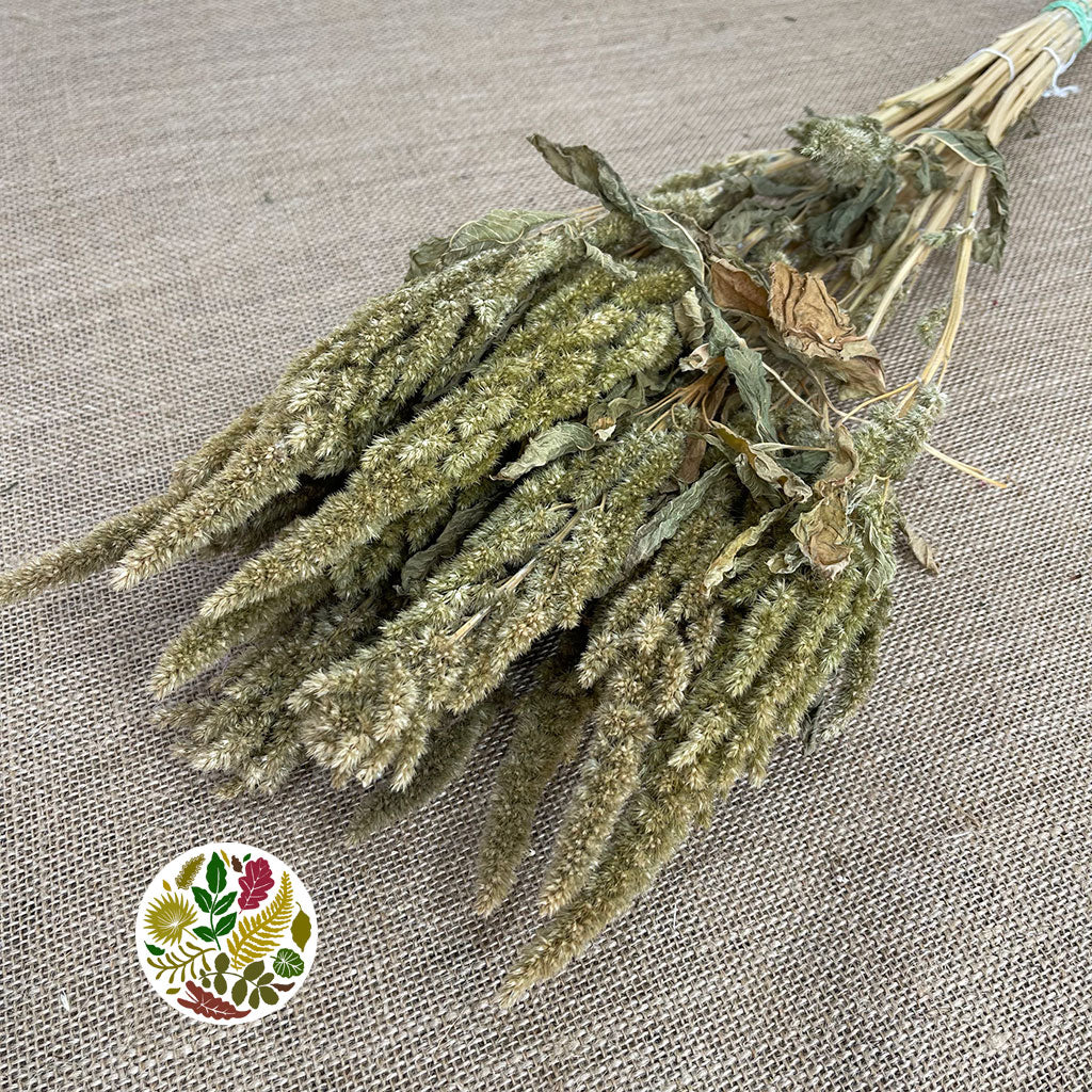 Amaranthus &#39;Flower&#39; (Natural Green) (DRY) 50cm