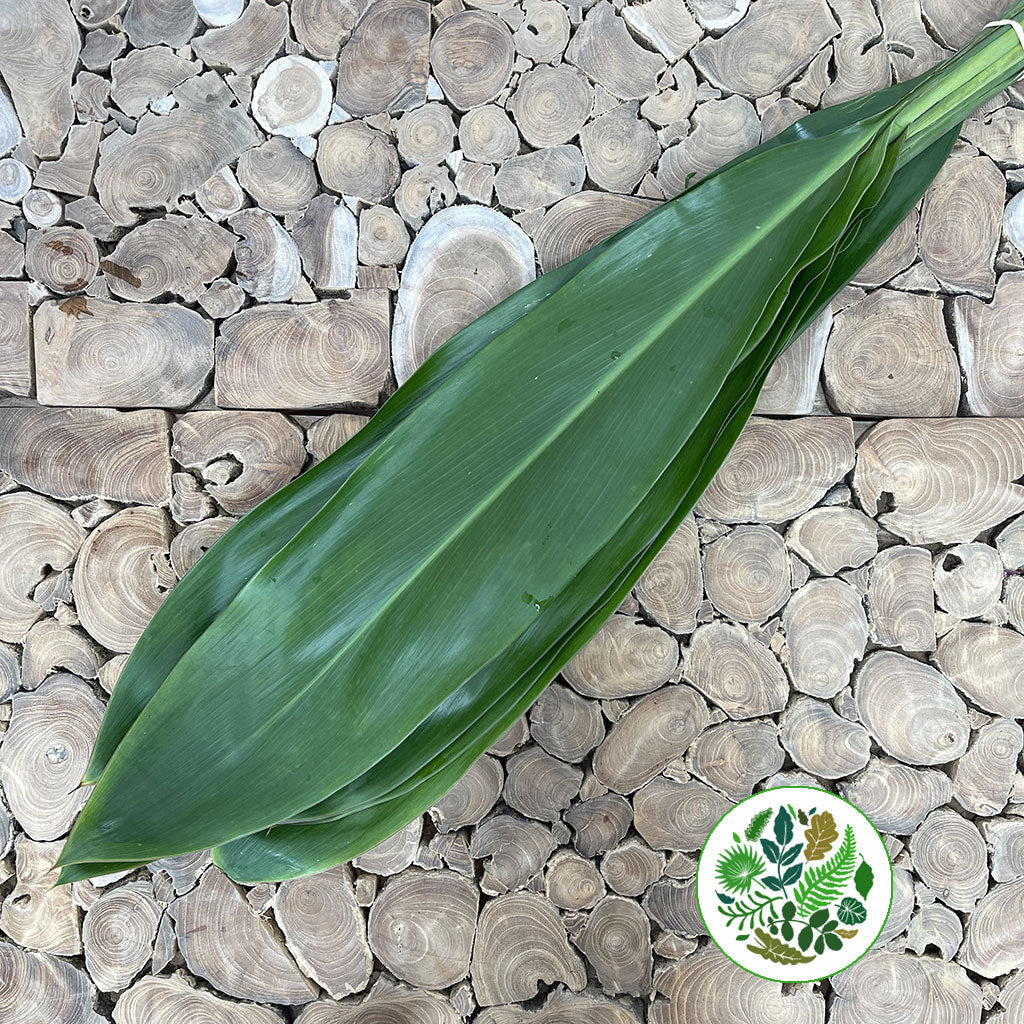 Cordyline &#39;Green Tie&#39; Leaves 80cm (x10)