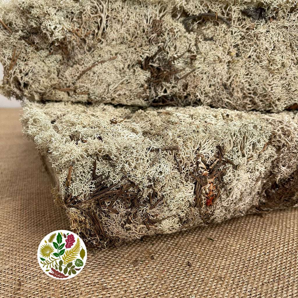 Moss 'Reindeer Vac' (DRY) (Large box)