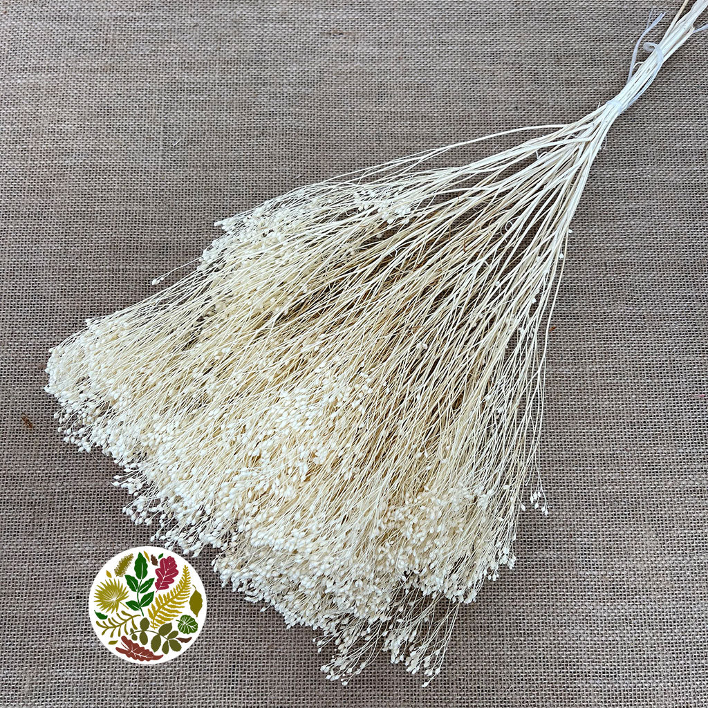 Broom &#39;Flower&#39; (Bleached) (DRY) (100g)