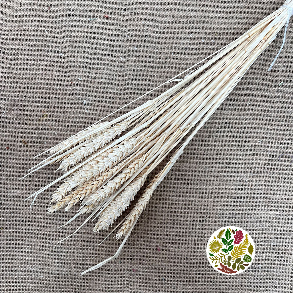 Grass 'Wheat' (Blonde) (DRY)