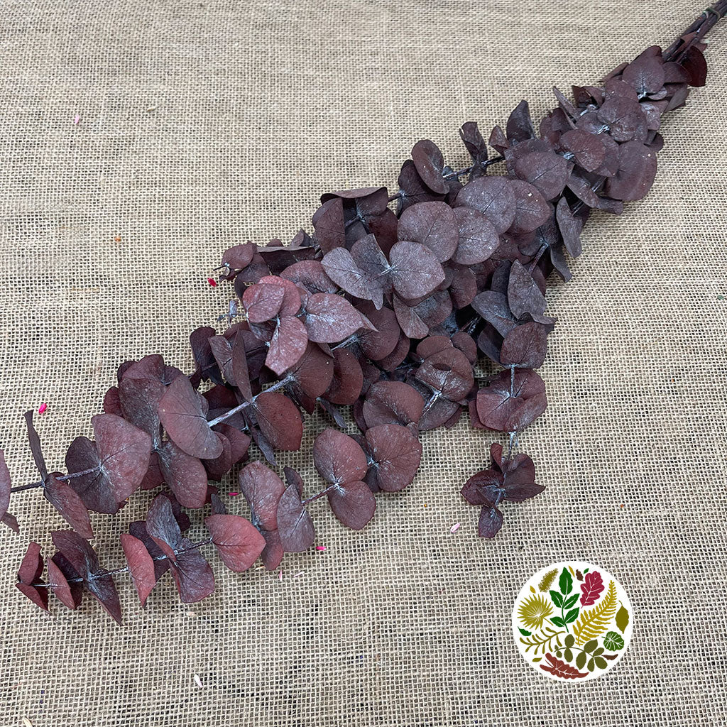Eucalyptus 'Spiral' (Preserved) (Various Colours) (DRY)