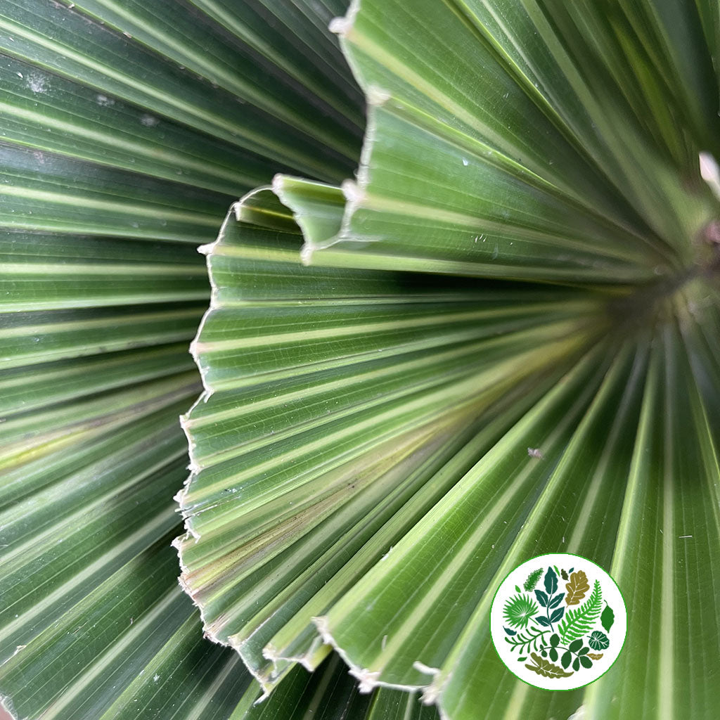 Palm &#39;Washingtonia&#39; (Cut) (Short) 50cm (x5)