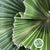 Palm 'Washingtonia' (Cut) (Short) 50cm (x5)